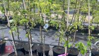 5 TIDICOMBE SEEDLING APPLE TREES - 2