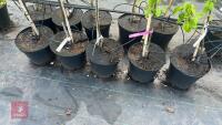 5 TIDICOMBE SEEDLING APPLE TREES - 3