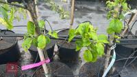 5 TIDICOMBE SEEDLING APPLE TREES - 4