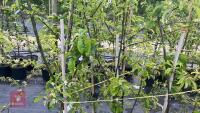 5 TIDICOMBE SEEDLING APPLE TREES - 7