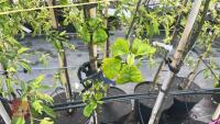 5 TIDICOMBE SEEDLING APPLE TREES - 8