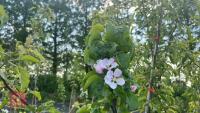 5 TIDICOMBE SEEDLING APPLE TREES - 9