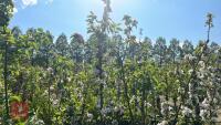 3 NEWTON WONDER APPLE TREES - 2