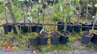 4 MIXED FRUIT TREES - 3