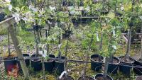 4 MIXED FRUIT TREES - 4