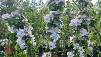 4 MIXED FRUIT TREES - 6