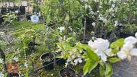 4 MIXED FRUIT TREES - 8