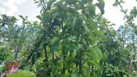 4 MIXED FRUIT TREES - 9