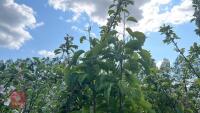 4 MIXED FRUIT TREES - 10