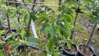 4 MIXED FRUIT TREES - 11