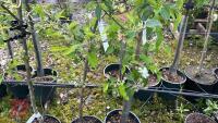 4 MIXED FRUIT TREES - 12