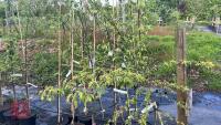 6 MIXED FRUIT TREES