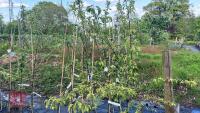 6 MIXED FRUIT TREES - 2