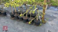 6 MIXED FRUIT TREES - 3