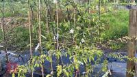 6 MIXED FRUIT TREES - 5