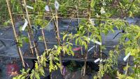 6 MIXED FRUIT TREES - 7