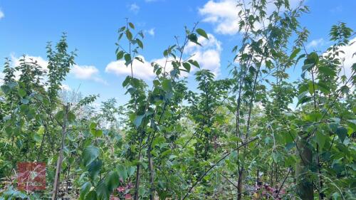 4 MIXED BETULA ORNAMENTAL TREES