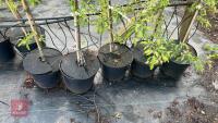 5 MALUS THORNHAYES TANSY TREES - 3