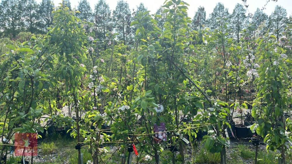 5 MIXED FRUIT TREES