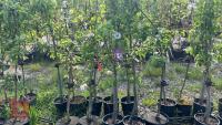 5 MIXED FRUIT TREES - 2