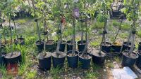 5 MIXED FRUIT TREES - 3