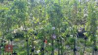 5 MIXED FRUIT TREES - 4