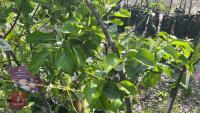 5 MIXED FRUIT TREES - 6