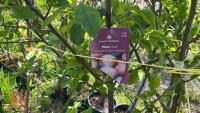 5 MIXED FRUIT TREES - 8