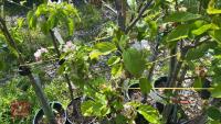 5 MIXED FRUIT TREES - 9