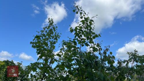 4 MIXED BETULA ORNAMENTAL TREES