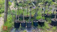 5 MIXED FRUIT TREES - 4