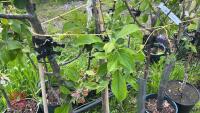 5 MIXED FRUIT TREES - 5