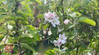 5 MIXED FRUIT TREES - 6