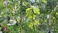 5 MIXED FRUIT TREES - 7