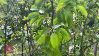 5 MIXED FRUIT TREES - 10