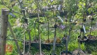 5 MIXED FRUIT TREES - 12