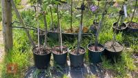 5 MIXED FRUIT TREES - 13