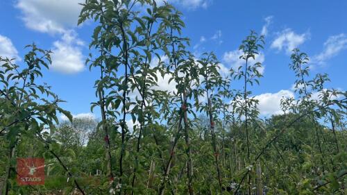 5 MALUS THORNHAYES TANSY TREES