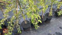 5 MALUS THORNHAYES TANSY TREES - 3