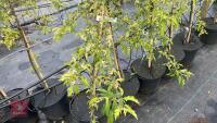 5 MALUS THORNHAYES TANSY TREES - 4