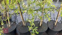 5 MALUS THORNHAYES TANSY TREES - 8