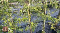 5 MALUS THORNHAYES TANSY TREES - 9