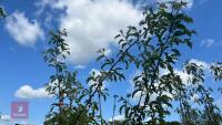 5 MALUS THORNHAYES TANSY TREES