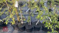 5 MALUS THORNHAYES TANSY TREES - 3