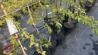 5 MALUS THORNHAYES TANSY TREES - 6