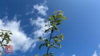 5 MALUS THORNHAYES TANSY TREES - 8