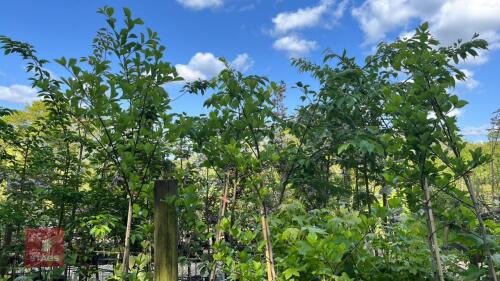 5 CRATAEGUS SPLENDENS TREES