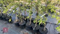 5 MALUS THORNHAYES TANSY TREES - 3