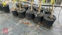 5 MALUS THORNHAYES TANSY TREES - 4