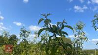 5 MALUS THORNHAYES TANSY TREES - 7